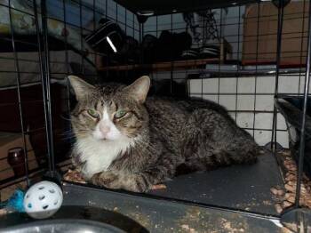 Rascal -  Domestic Short Hair Cat for Adoption in Rossville, Georgia - Rascal | PetCurious