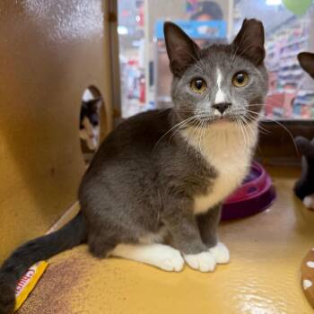 Domestic Short Hair Cats Available for Adoption - Elmorg | PetCurious