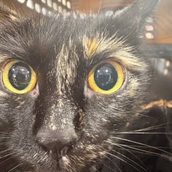 Jurnee -  Domestic Short Hair Cat for Adoption in Newark, New Jersey - Jurnee | PetCurious