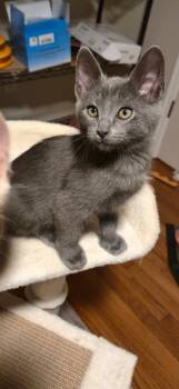 Rescue Domestic Short Hair Cats for Adoption in Mustang, Oklahoma - Beans | PetCurious