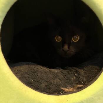 Domestic Medium Hair Cats Available for Adoption - Depot | PetCurious