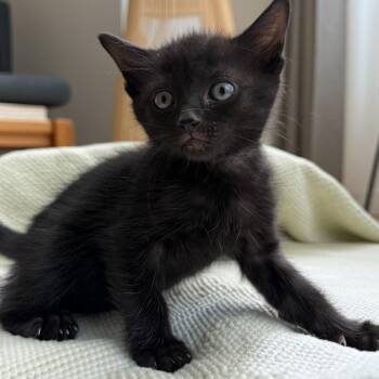 Dipsy -  Domestic Short Hair Cat for Adoption in Brea, California - Dipsy | PetCurious