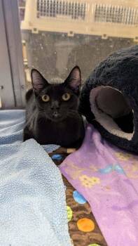 Loki -  Domestic Short Hair Cat for Adoption in Austin, Texas - Loki | PetCurious