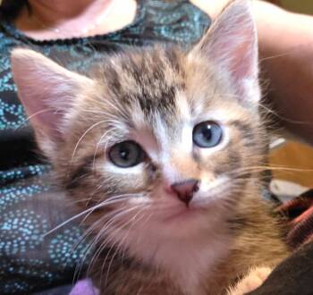 2026-40 Stewie fka Petal Bell -  Domestic Short Hair Cat for Adoption in Windsor, Connecticut - 2026-40 Stewie Fka Petal Bell | PetCurious