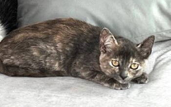 Rescue Domestic Short Hair and Dilute Tortoiseshell Cats for Adoption in Seal Beach, California - Kitten Magpie | PetCurious