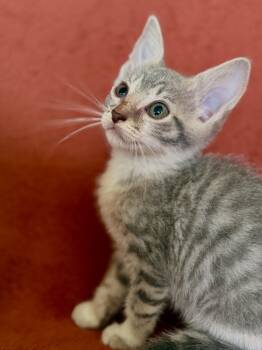 Isola -  Domestic Short Hair Cat for Adoption in Gradyville, Kentucky - Isola | PetCurious
