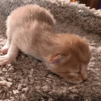 Peanut -  Domestic Short Hair Cat for Adoption in Jefferson City, Tennessee - Peanut | PetCurious