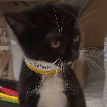 Ferris Wheel -  Domestic Short Hair Cat for Adoption in Lewisburg, West Virginia - Ferris Wheel | PetCurious