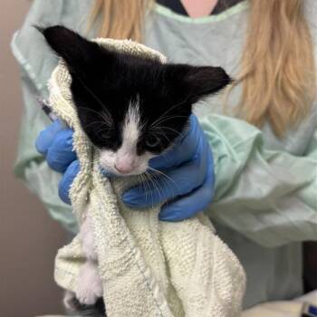 Bingo -  Domestic Short Hair Cat for Adoption in Tempe, Arizona - Bingo | PetCurious