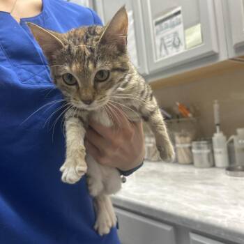 Sophie -  Domestic Short Hair Cat for Adoption in Lewisburg, West Virginia - Sophie | PetCurious