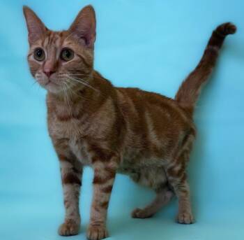Domestic Short Hair Cats Available for Adoption - Peach | PetCurious