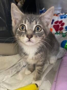 Rescue Domestic Short Hair Cats for Adoption in Pomona, New York - Ringo | PetCurious