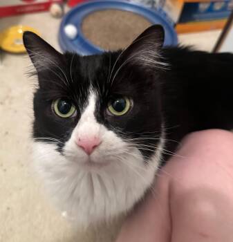 Domestic Medium Hair Cats Available for Adoption in Hartville, Ohio - Soppy Muppet | PetCurious