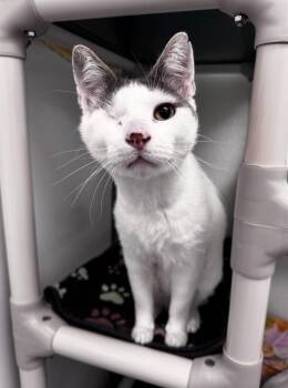 Domestic Short Hair Cats Available for Adoption - Ivan | PetCurious