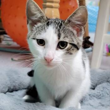 Rescue Domestic Short Hair Cats for Adoption in Menasha, Wisconsin - Jacaranda | PetCurious