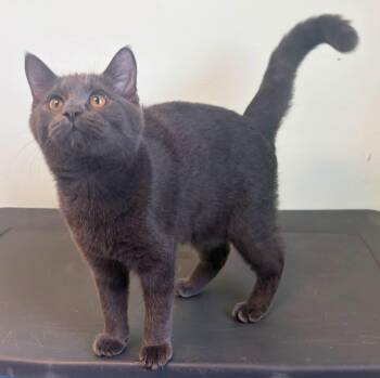 Meeko -  Domestic Short Hair Cat for Adoption in Lincoln, Michigan - Meeko | PetCurious