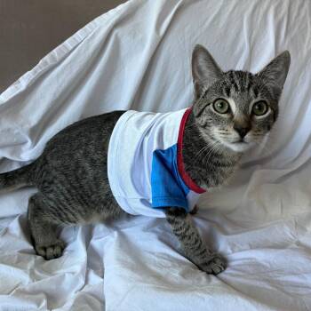 Tabby and Domestic Short Hair Cats Available for Adoption in Morgan Hill, California - Oscar | PetCurious