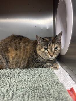 Rescue Domestic Short Hair Cats for Adoption in Fort Walton Beach, Florida - CLEMENTINE | PetCurious