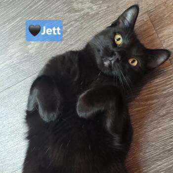 Jett -  Domestic Short Hair and Bombay Cat for Adoption in Yorba Linda, California - Jett | PetCurious