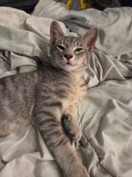 Grayson (VS-RP) -  Domestic Short Hair Cat for Adoption in Schertz, Texas - Grayson (VS-RP) | PetCurious