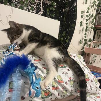 Millie Bobby Brown -  Domestic Short Hair Cat for Adoption in Port Richey, Florida - Millie Bobby Brown | PetCurious