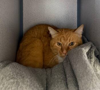 Chip -  Tabby Cat for Adoption in Gardnerville, Nevada - Chip | PetCurious