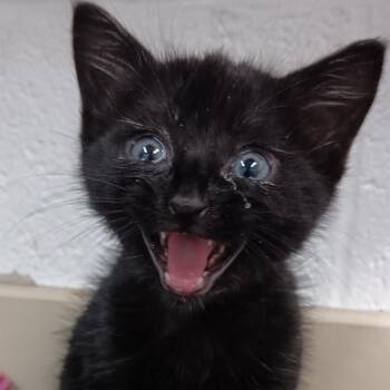 Moon -  Domestic Short Hair Cat for Adoption in Ardmore, Oklahoma - Moon | PetCurious