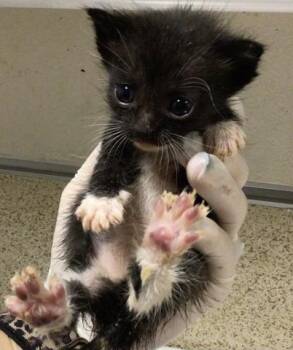 Domestic Short Hair Cats Available for Adoption - SHADOW | PetCurious