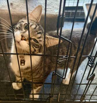 Wellaby -  Domestic Short Hair Cat for Adoption in Effingham, Illinois - Wellaby | PetCurious