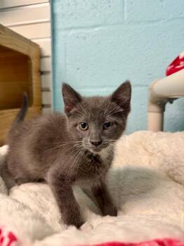 Domestic Short Hair Cats Available for Adoption in Cape Coral, Florida - Bear Claw | PetCurious