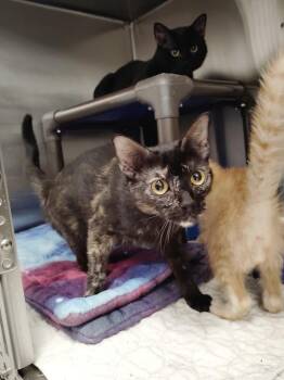 Dudette -  Domestic Short Hair Cat for Adoption in Republic, Missouri - Dudette | PetCurious