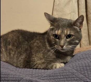 Rescue Domestic Short Hair Cats for Adoption in Philadelphia, Pennsylvania - Gracie | PetCurious