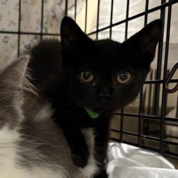 Puffin -  Domestic Short Hair Cat for Adoption in Lynchburg, Virginia - Puffin | PetCurious
