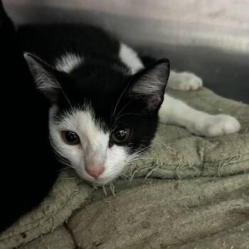 Anastasia -  Domestic Short Hair Cat for Adoption in Spruce Pine, North Carolina - Anastasia | PetCurious