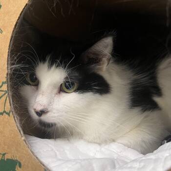 Moo-Moo -  Domestic Short Hair Cat for Adoption in Fairport, New York - Moo-Moo | PetCurious