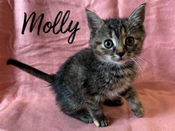 Domestic Short Hair Cats Available for Adoption in Rutherfordton, North Carolina - Molly | PetCurious