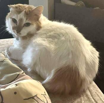 Rescue Domestic Short Hair Cats for Adoption in Chicago, Illinois - Sedona | PetCurious