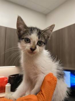 PEPSI -  Domestic Short Hair Cat for Adoption in Baytown, Texas - PEPSI | PetCurious