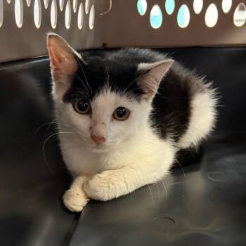 Chipette -  Domestic Short Hair Cat for Adoption in Newark, New Jersey - Chipette | PetCurious