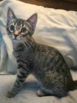 Bingo (siblings are Scrabble & Yahtzee) -  Tabby Cat for Adoption in Brighton, Michigan - Bingo (siblings Are Scrabble & Yahtzee) | PetCurious