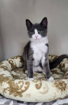 Rescue Domestic Short Hair Cats for Adoption in Westfield, Wisconsin - Squeak | PetCurious