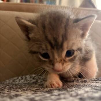 Mery -  Domestic Medium Hair Cat for Adoption in East Hanover, New Jersey - Mery | PetCurious