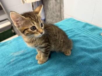 Domestic Short Hair Cats Available for Adoption in Ames, Iowa - EONELLE | PetCurious