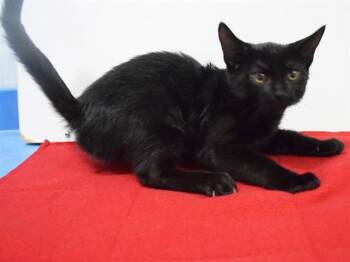 TOKI -  Domestic Short Hair Cat for Adoption in Sacramento, California - TOKI | PetCurious