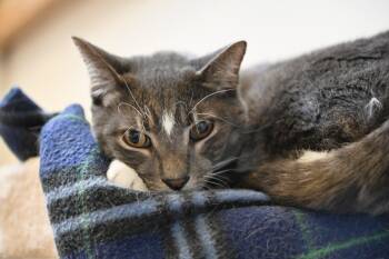 Rescue Domestic Short Hair Cats for Adoption in Saint James City, Florida - Liam | PetCurious