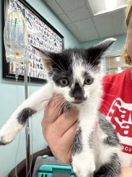 Domestic Short Hair Cats Available for Adoption - Artemis | PetCurious