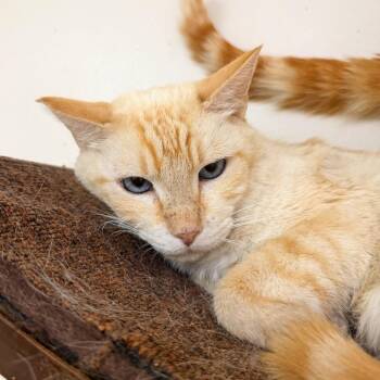 Hunnie -  Domestic Short Hair Cat for Adoption in Las Vegas, Nevada - Hunnie | PetCurious