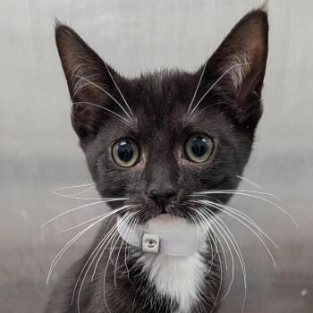 Mahi -  Domestic Short Hair Cat for Adoption in Long Beach, California - Mahi | PetCurious