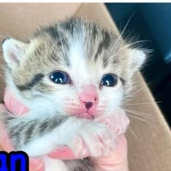 Brooke -  Domestic Short Hair Cat for Adoption in Winchester, Virginia - Brooke | PetCurious