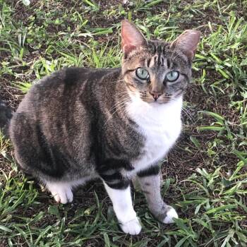 Baby Cat -  Domestic Short Hair Cat for Adoption in Birmingham, Alabama - Baby Cat | PetCurious